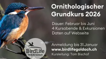 Grundkurs Vogelkunde