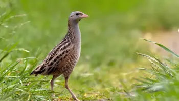 Der Osten Polens - Vogelwelt in Urwald und Sumpflandschaften