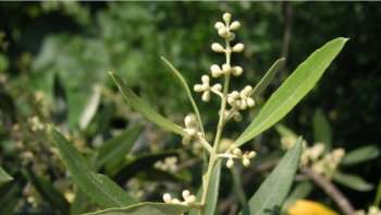 Vortrag: Südtoskana - wo einheimische Seltenheiten häufig si