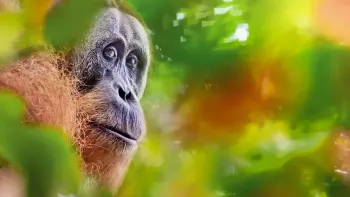 Explora präsentiert: Borneo