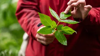 Exkursion essbare Wild- und Heilpflanzen im Spätsommer